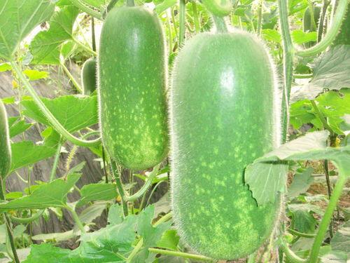 51朝阳吃瓜 每日大赛,每日大赛精彩瞬间大盘点