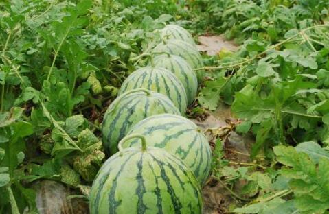 51朝阳吃瓜 每日大赛,每日大赛精彩瞬间大盘点