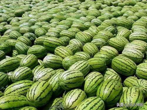 51朝阳吃瓜 每日大赛,每日大赛精彩瞬间大盘点